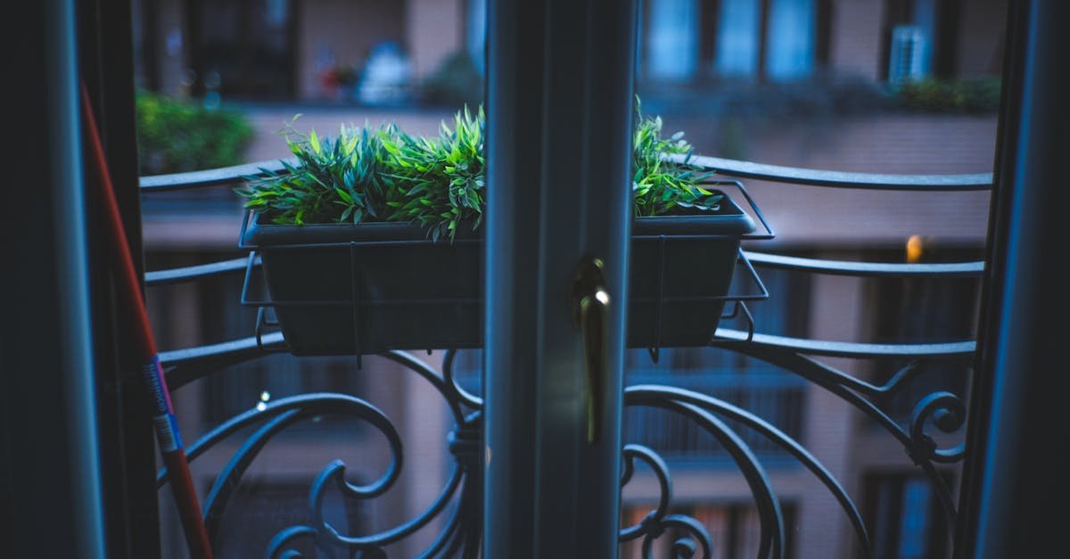 Cień też kwitnie: rośliny, które rozświetlą Twój północny balkon