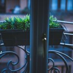 Cień też kwitnie: rośliny, które rozświetlą Twój północny balkon