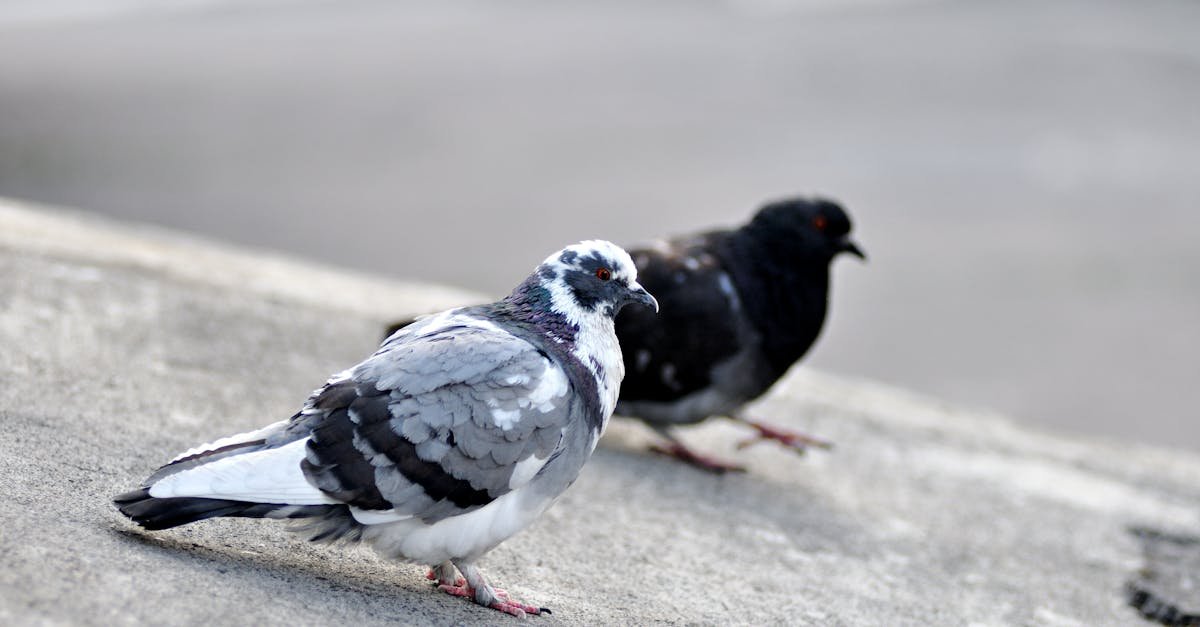 Cichy balkon bez gołębi: sprawdzone i humanitarne sposoby, które działają