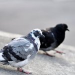 Cichy balkon bez gołębi: sprawdzone i humanitarne sposoby, które działają