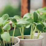 Balkon pełen smaków: załóż własny mini warzywnik krok po kroku